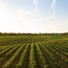 Il sostegno di CAES alla nuova piattaforma di WWOOF Italia Il sostegno di CAES alla nuova piattaforma di WWOOF Italia